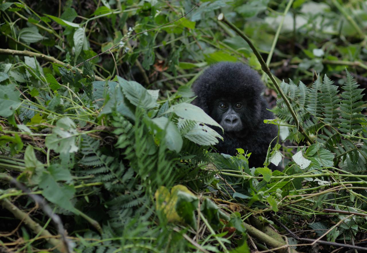 Virunga, DR Congo