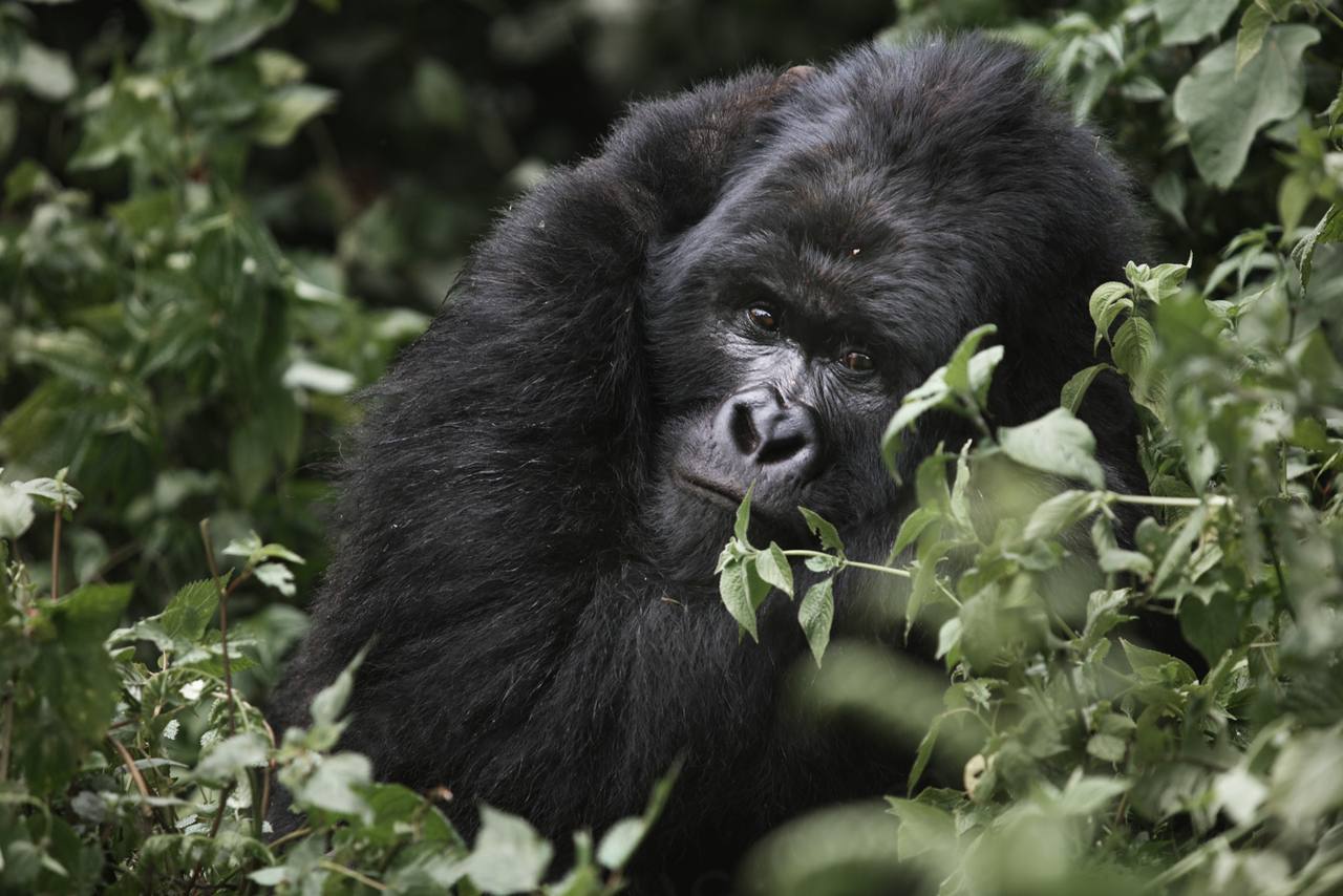 Virunga, DR Congo